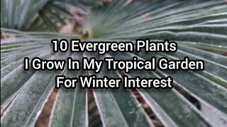 10 Evergreen Plants I Grow In My Tropical Garden For Winter Interest