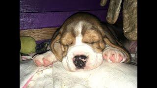 Beagle puppies minute