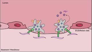 Platelet Plug Formation - Mechanisms