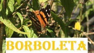 Belo registro de Borboleta Laranja/Abóbora e Preta.