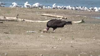 Turkey Vulture 2021-07-10 Saskatoon