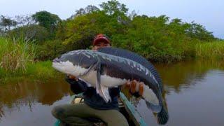 SAMBARAN NYA BIKIN JANTUNG MAU COPOT.UMPAN AMPUH CESTING TOMAN !! GIANT SNAKEHEAD