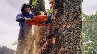 Incredible… Cutting down two dangerous trees next to house ‼️