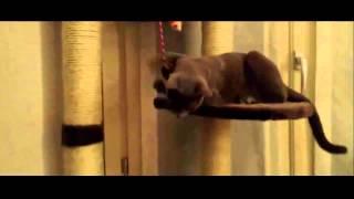 Подборочка самых смешных приколов с котами 2013 HD
