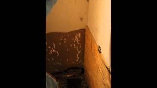 mouse dirt