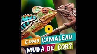 Como o camaleão muda de cor?