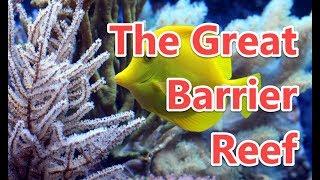 14 Interesting Facts About The Great Barrier Reef