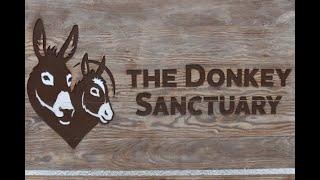 Donkey Sanctuary Sidmouth Devon 2022