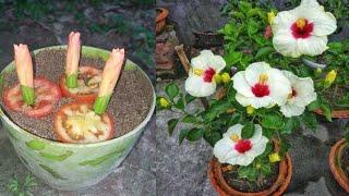 Growing hibiscus flower plant from flower with tomato, propagate hibiscus flower cutting