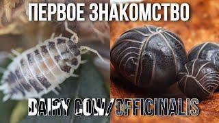 Распаковка "Porcellio leavis dairy cow"/"Armadillo officinalis" | Первое видео на Канале