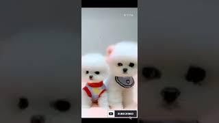 Cute Pomeranian Dog #cutepomeranian #viralshorts #viralvideos #shorts