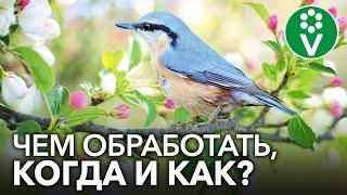 Первая ВЕСЕННЯЯ ОБРАБОТКА И ПОДКОРМКА САДА. Когда, чем и как?