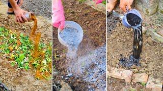 Pour These 5 Incredible Ingredients on Your Soil & Watch Your Garden EXPLODE with Growth