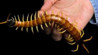 The biggest centipede in the USA