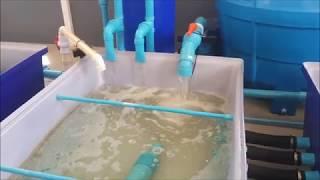 Recirculating Aquaculture System (RAS) for the Vertical Mud Crab Farm