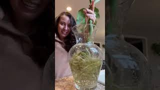 What monstera in water growth looks like #plantcare #hydroponics #monstera #plantlovers