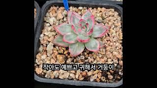 #부산금화다육 #수입전문 #금다육 #창금 #보스다육 #라이브방송