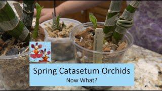 Spring Catasetum Orchid Update | Let's Get Them Repotted & Don't Water Yet! | How to Grow Catasetum