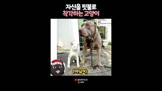고양이 아니에요 핏불이에요? 