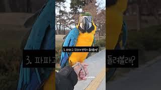 앵집사는 플러팅 이렇게 합니다 #앵무새