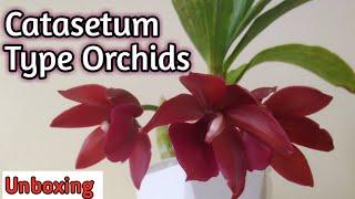 Catasetum Type Orchids Unboxing