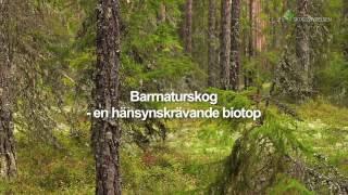 Miljöhänsyn: Barrnaturskog - en hänsynskrävande biotop (19)