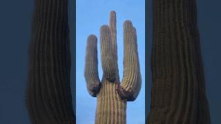 How Can Saguaros Survive This?! #saguaro #cactus #nature #plants #succulents #shorts #sonorandesert