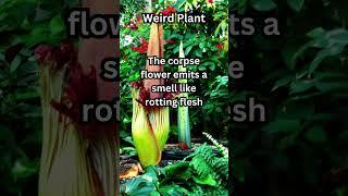 Nature's Deception: The Corpse Flower's Rotten Ruse.  #facts #weird