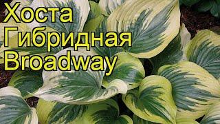 Хоста гибридная Бродвей. Краткий обзор, описание характеристик hosta hybridum Broadway