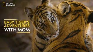 Baby Tiger’s Adventures with Mom | #InternationalTigerDay