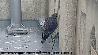 6-1-24 Last sighting of Nox before he left the Nest Level (with another assist from Sol?)