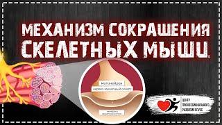 Механизм сокращения скелетных мышц | ФИЗИОЛОГИЯ