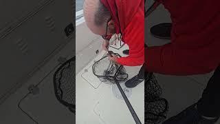 камбала  лимитная попалась