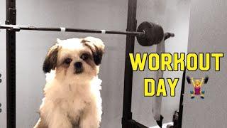 Shih Tzu Puppy Tries some Workout Routines | Learning to Use the Stairs