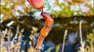 FISHING TINY BAITS FOR BIG FISH in Hidden Creek!! (Pre-Snow Storm!)