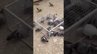 easy pigeon trap #kalapati #kalapatids #amazing