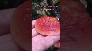 Wrinkled Peach Mushroom Medicine