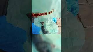 маленькая история‍⬛(с звуком в тг) #music #carpy #душавдушу #cat #shorts #catshorts #kitten