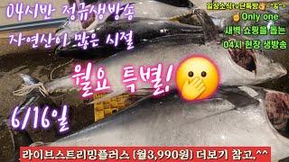 자광 자참 숭어 도다리 자연산횟감 물량폭탄 6/16일 04시반 정규라이브(월~토)️Only one 새롭고 싸고 다양한 노량진수산시장 새벽 쇼핑을 돕는 정규생방송(Live)운영~