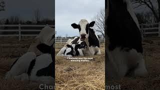 Pregnant Rescue Cow Becomes A Mom For The First Time | The Dodo