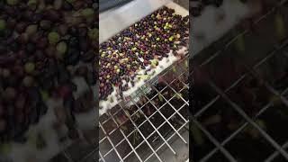 #senjahoshfarm The Art of Olive Oil Production: A Behind-the-Scenes Look