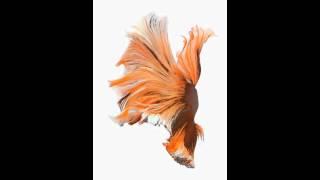 Animated Wallpaper n.3 from iPhone 6s and iOS 9 | iSpazio.net Exclusive