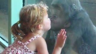 Distraction: Girl apes baby gorilla