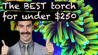 The BEST TORCH CORAL for under $250  🪸 (Better than a HOLY GRAIL???) 