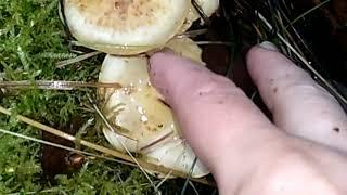 ЧЕШУЙЧАТКА КЛЕЙКАЯ.Pholiota lenta.