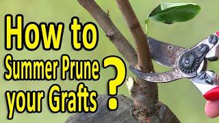 Grafting Fruit Trees | How to SUMMER PRUNE your GRAFTS for quicker tree development