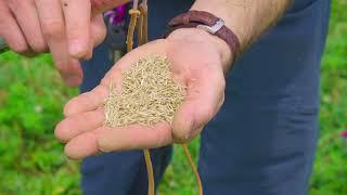 Over-seeding and Pasture Establishment: Expert Tips