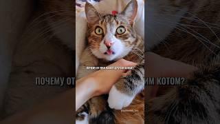 РЕВНИВЫЙ КОТИК #котики #юмор