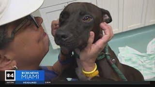 Animals rescued from shelters where Hurricane Helene in path