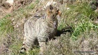 Basakatua - Gato montés (Felis silvestris)